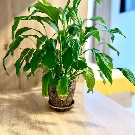 Osapart In A Complex Semycvit 6 Lemberg