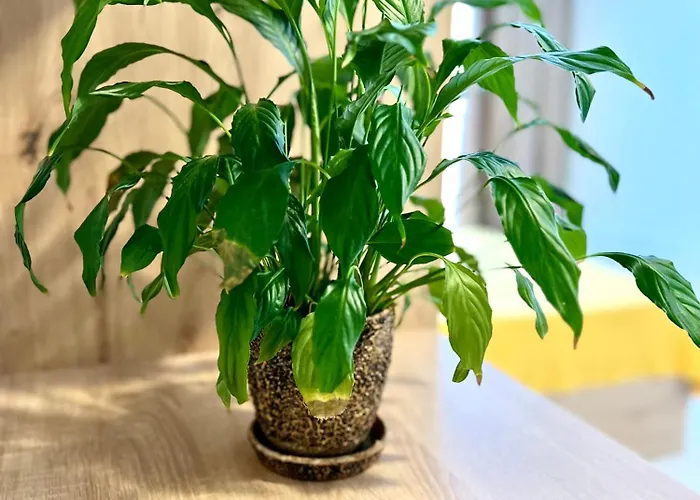 Osapart In A Complex Semycvit 6 Lviv